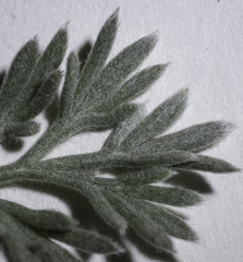 Artemisia furcata