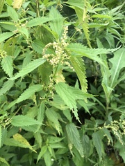 Urtica dioica