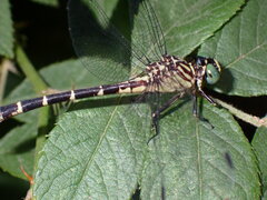 Stylogomphus sigmastylus