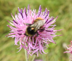 Bombus pomorum