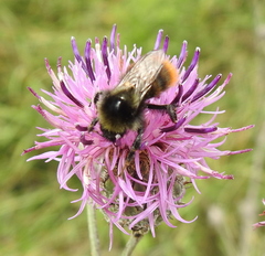 Bombus pomorum