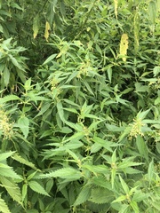 Urtica dioica