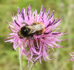 Bombus pomorum