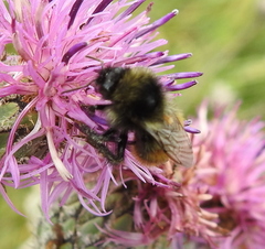 Bombus pomorum