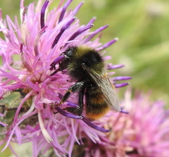 Bombus pomorum