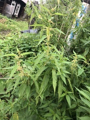 Urtica dioica