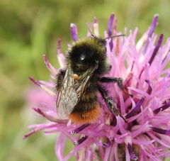 Bombus pomorum