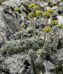 Artemisia senjavinensis