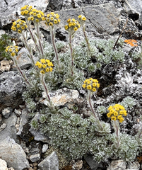 Artemisia senjavinensis