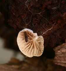 Entoloma byssisedum