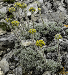 Artemisia senjavinensis