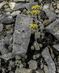Artemisia senjavinensis
