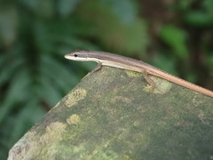 Takydromus