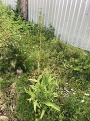 Sonchus arvensis uliginosus