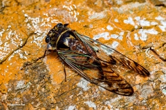 Odopoea strigipennis