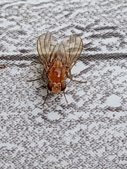 Neogriphoneura