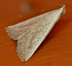 Macrochilo louisiana