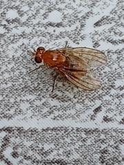 Neogriphoneura
