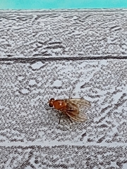 Neogriphoneura