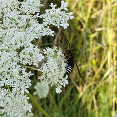 Dolichovespula arctica