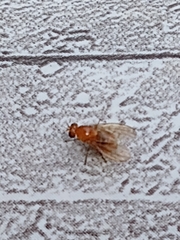 Neogriphoneura