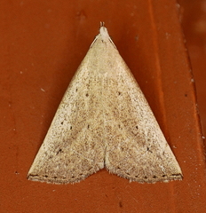 Macrochilo louisiana