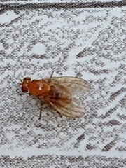 Neogriphoneura