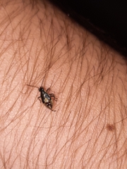 Heteroptera