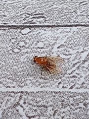 Neogriphoneura