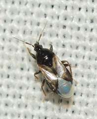 Xylocoris