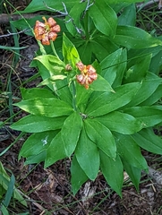 Lilium parvum