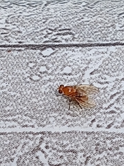 Neogriphoneura