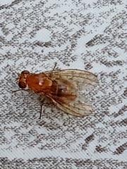 Neogriphoneura