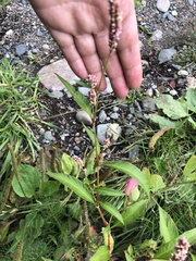 Persicaria maculosa