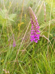Gymnadenia densiflora