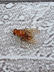 Neogriphoneura