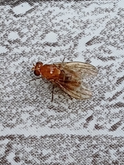 Neogriphoneura
