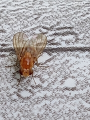Neogriphoneura