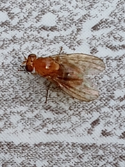 Neogriphoneura