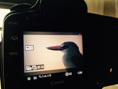 Halcyon senegalensis