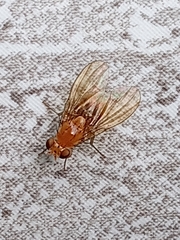 Neogriphoneura