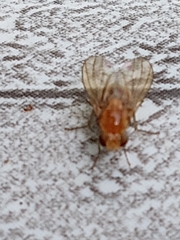 Neogriphoneura