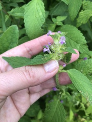 Galeopsis bifida