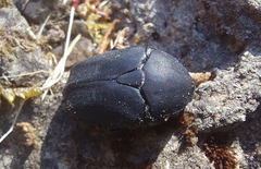 Protaetia opaca