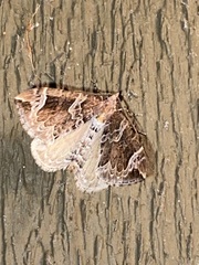 Eulithis xylina