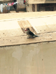 Halcyon senegalensis