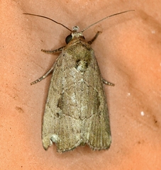 Elaphria nucicolora