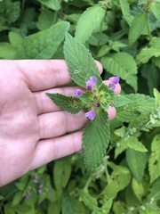 Galeopsis bifida