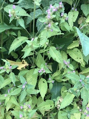 Galeopsis bifida