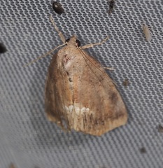Hypsoropha hormos